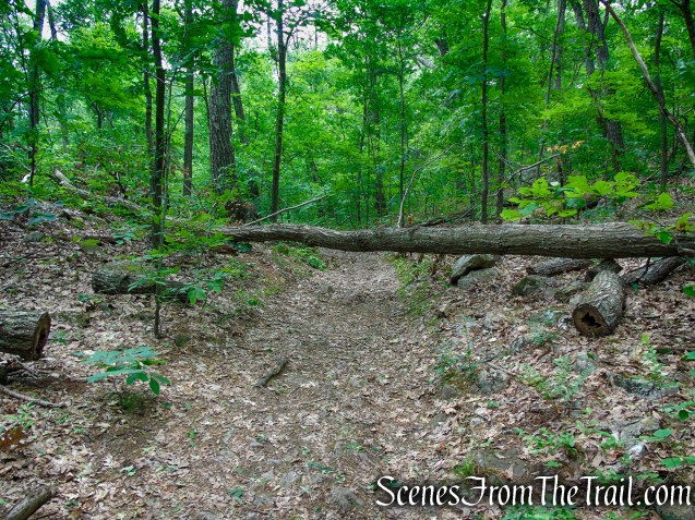 Blue Trail – Stissing Mountain