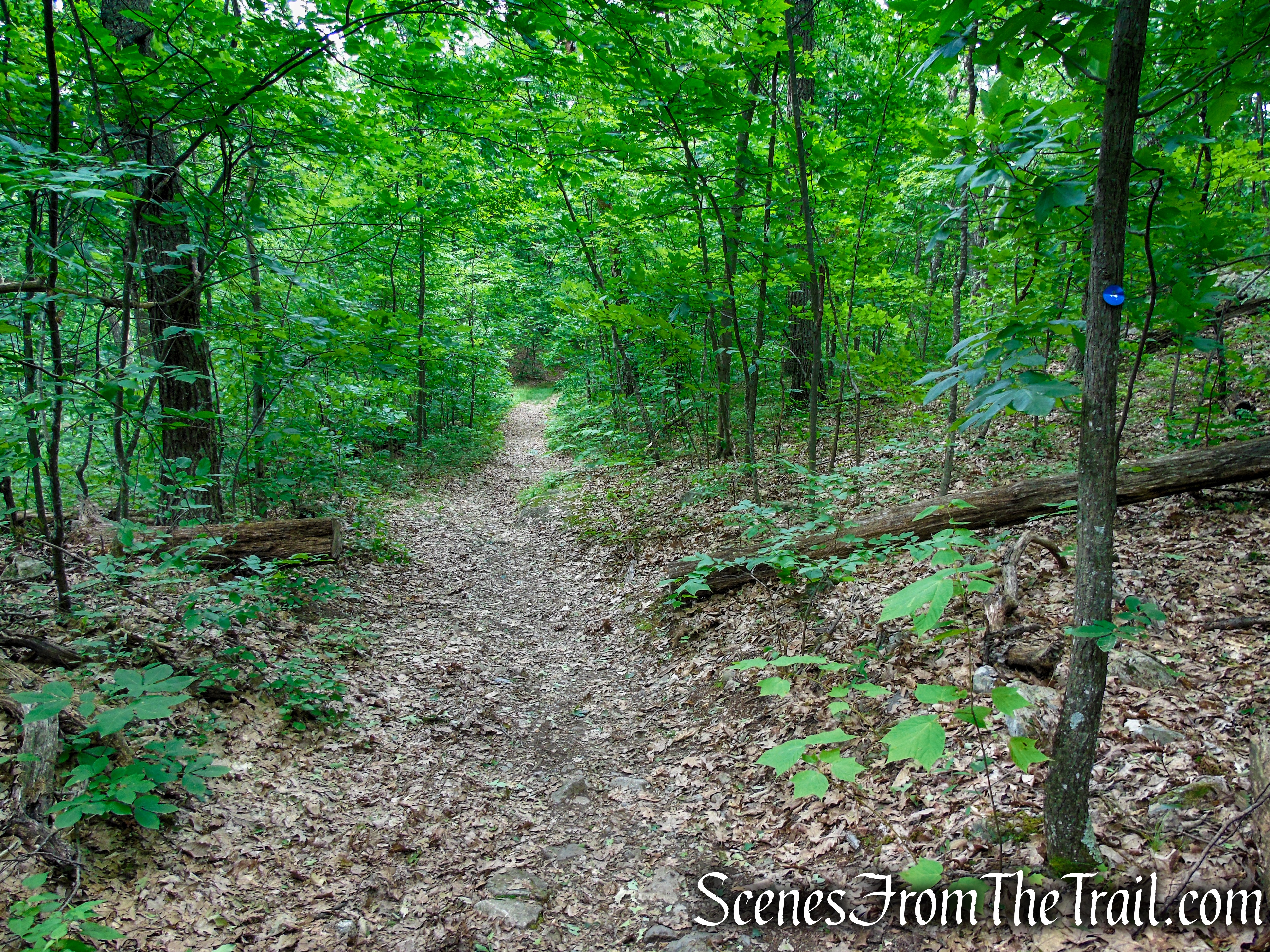 Blue Trail – Stissing Mountain