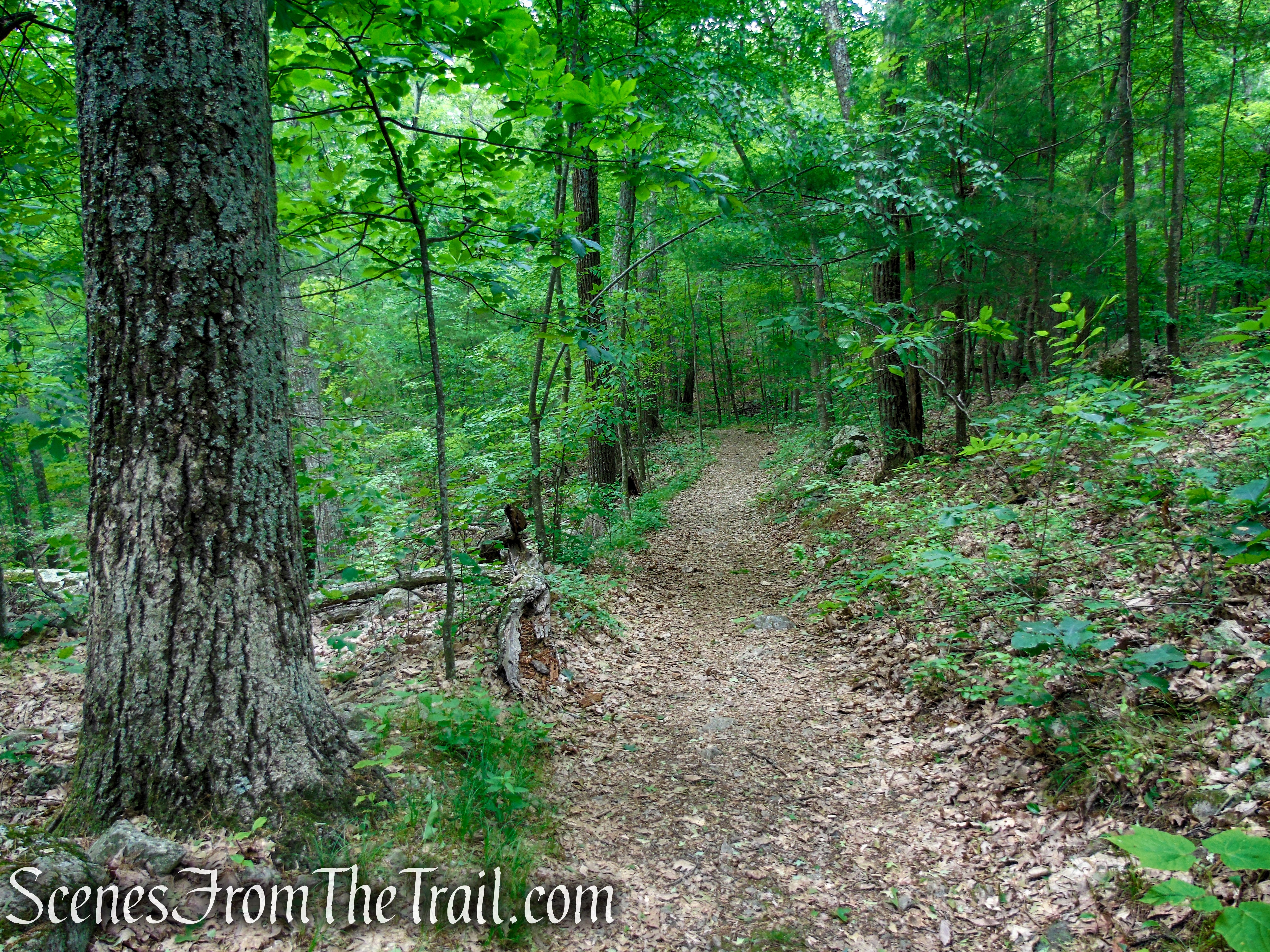 Blue Trail – Stissing Mountain