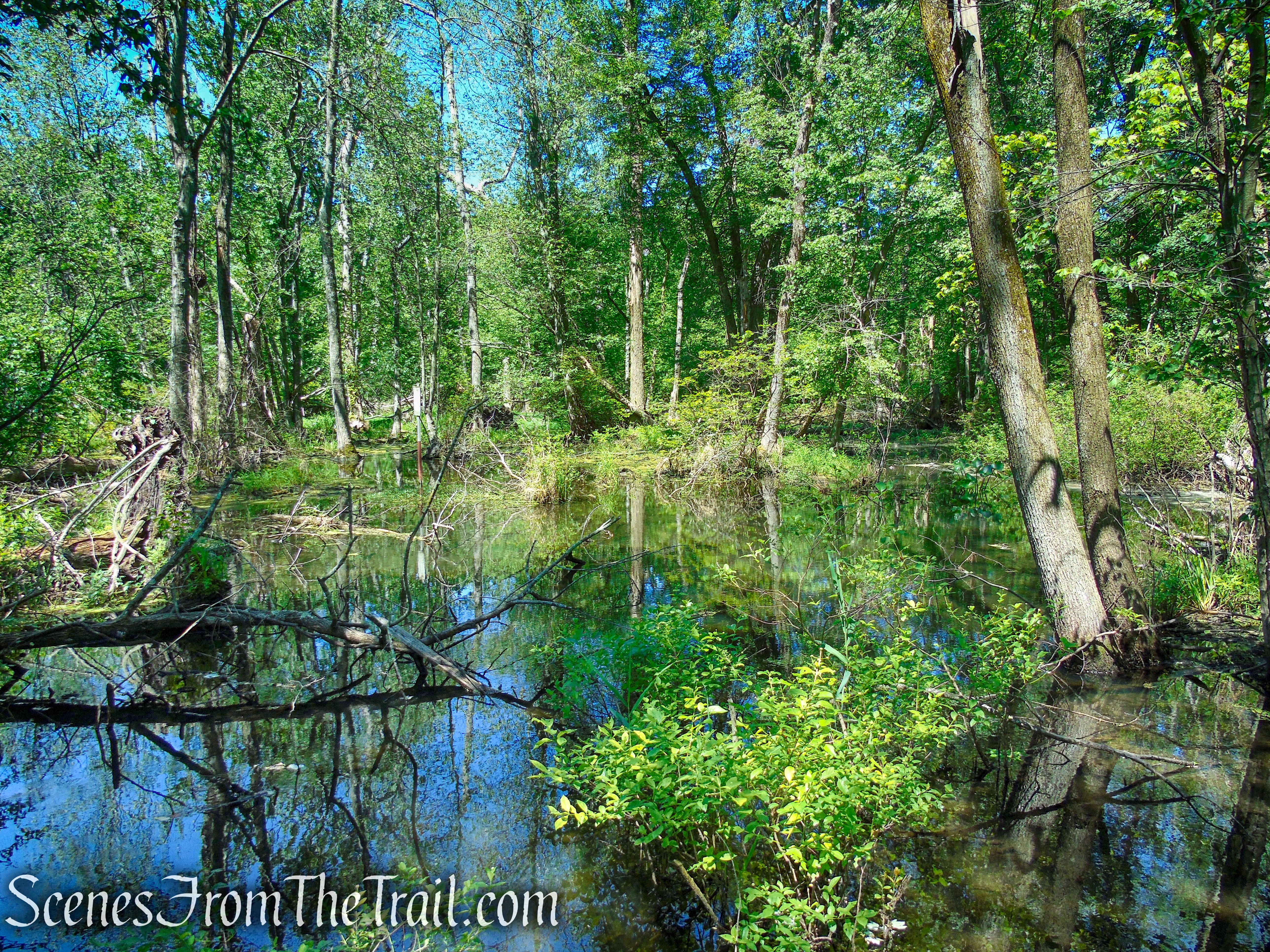 Swamp Forest Trail - Rockland Lake Nature Center