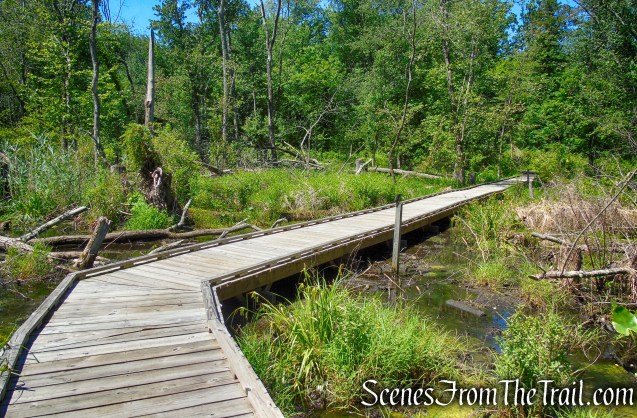 Swamp Forest Trail - Rockland Lake Nature Center