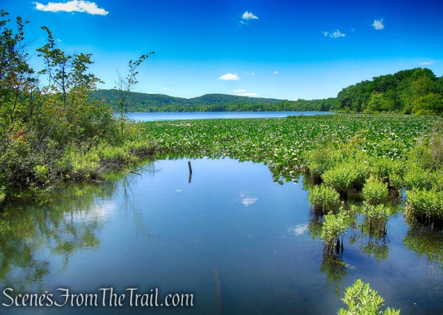 Swamp Forest Trail – Rockland Lake Nature Center