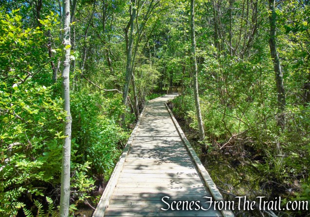 Swamp Forest Trail – Rockland Lake Nature Center
