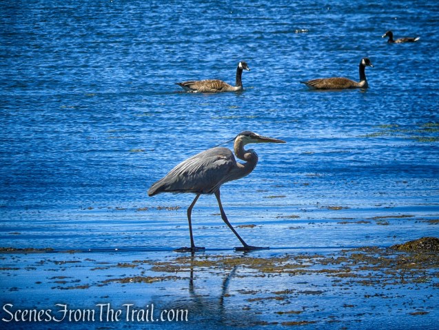Great Blue Heron - Rockland Lake