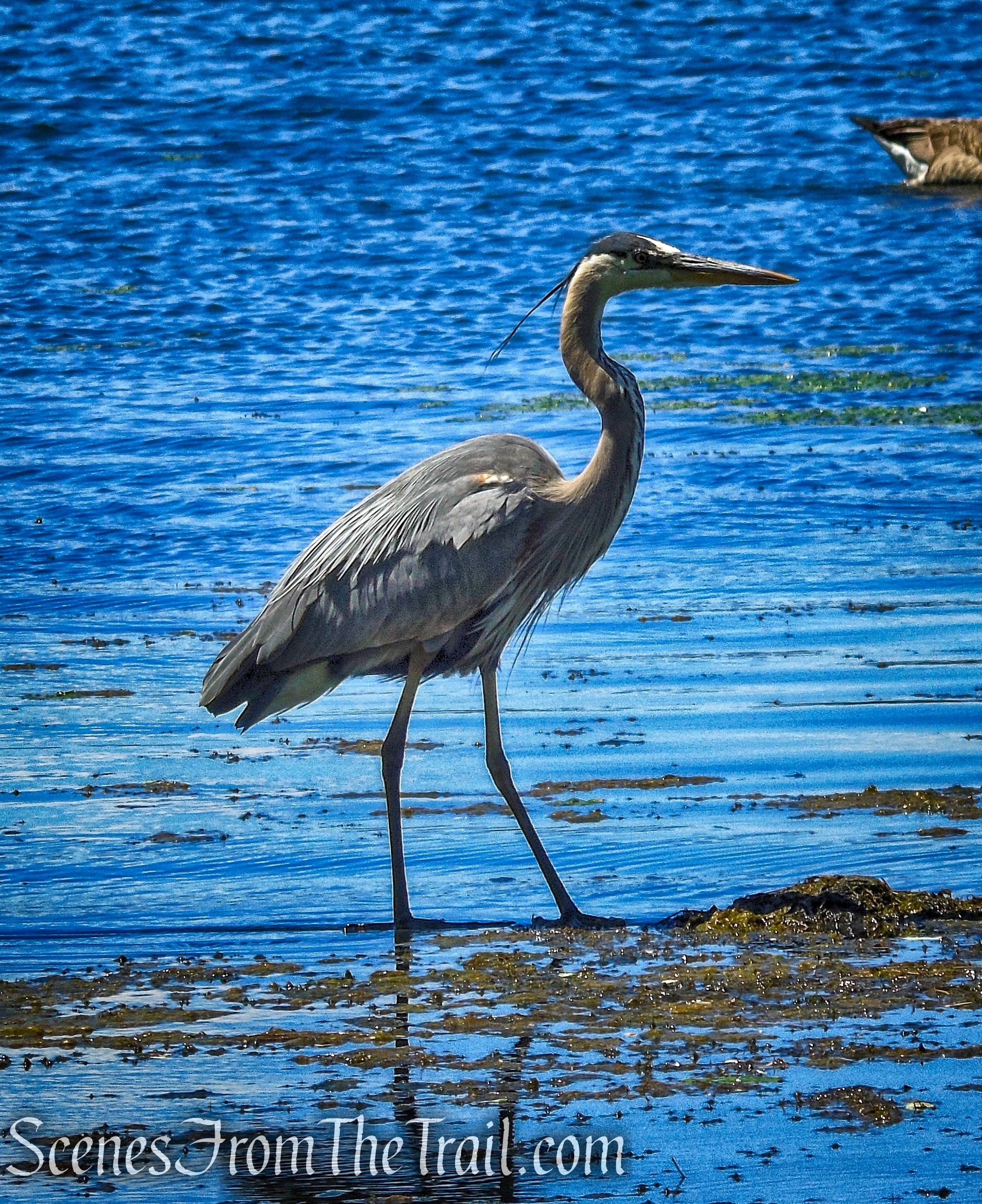 Great Blue Heron - Rockland Lake