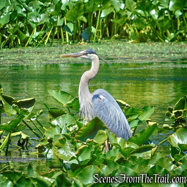 Great Blue Heron - Rockland Lake