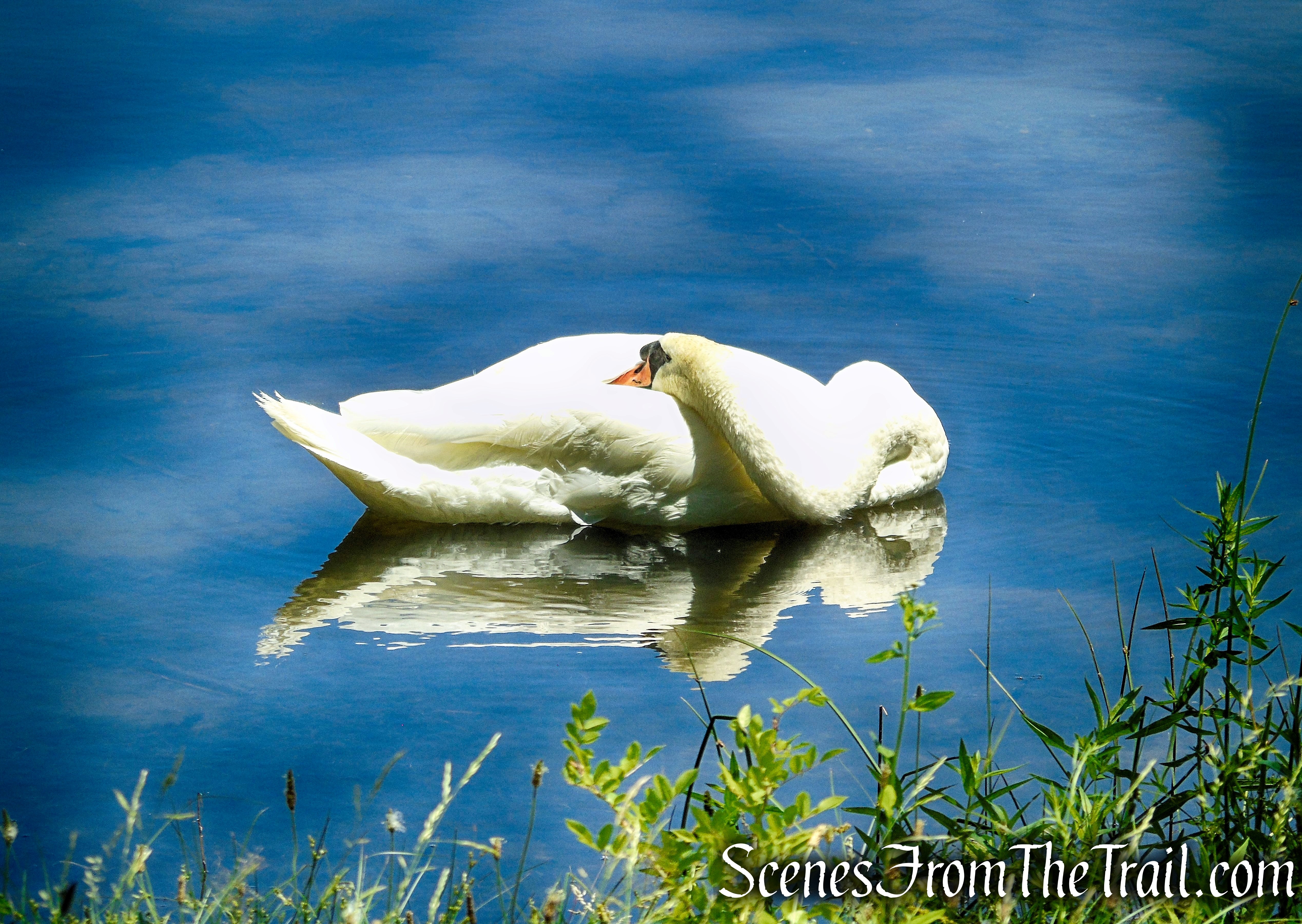 Swan - Rockland Lake