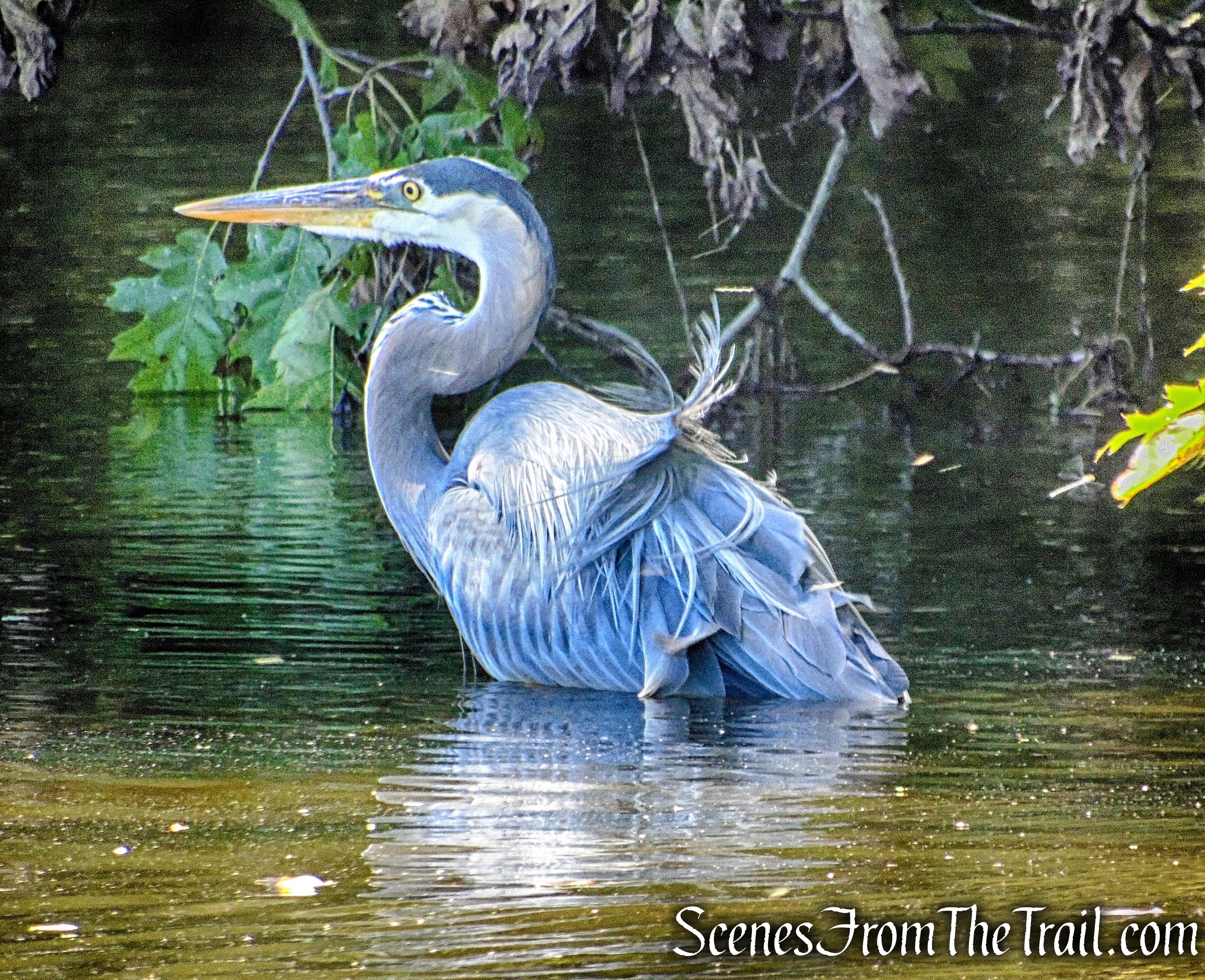 Great Blue Heron - Rockland Lake