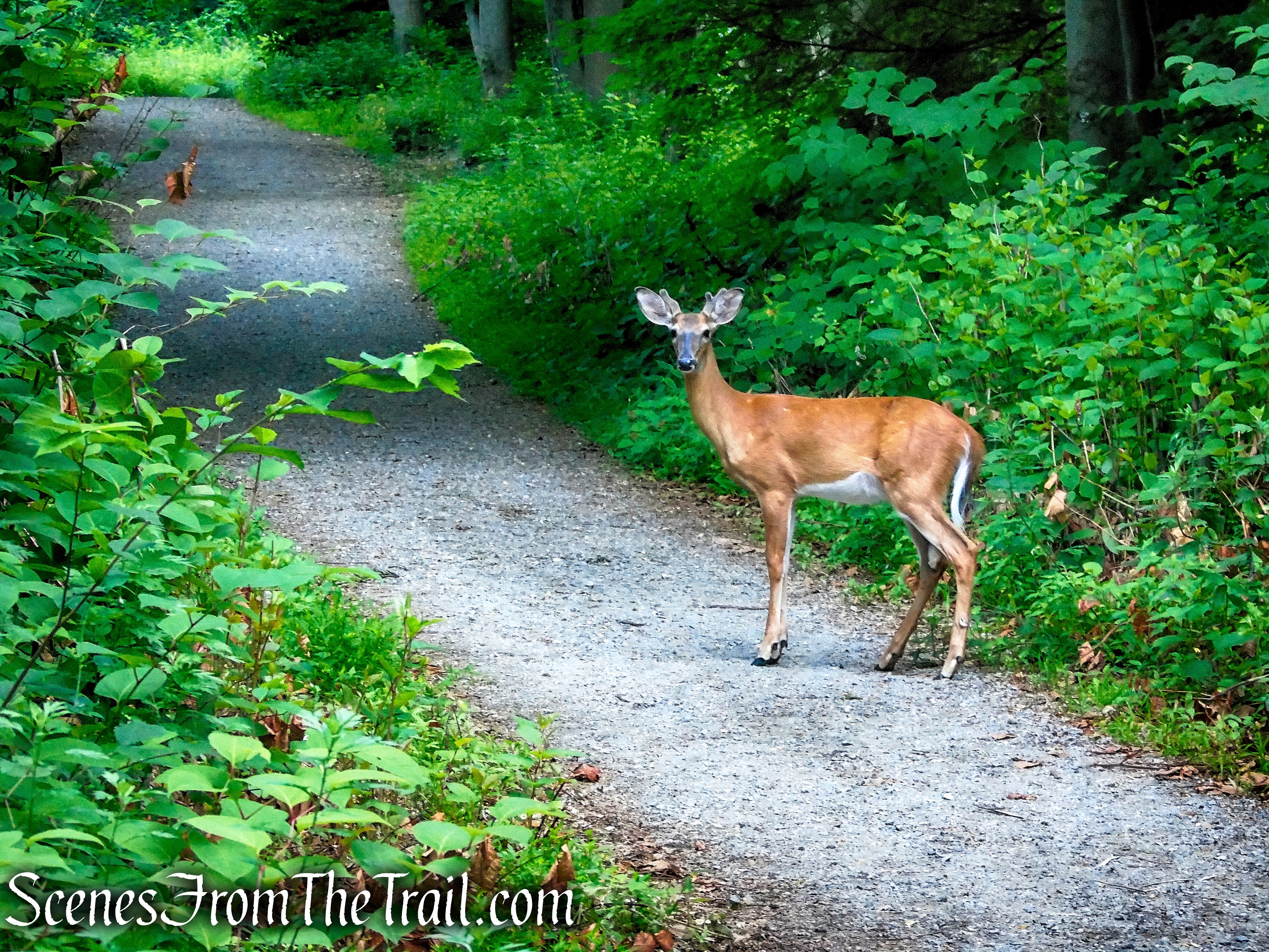 Washburn Trail - Bull Hill