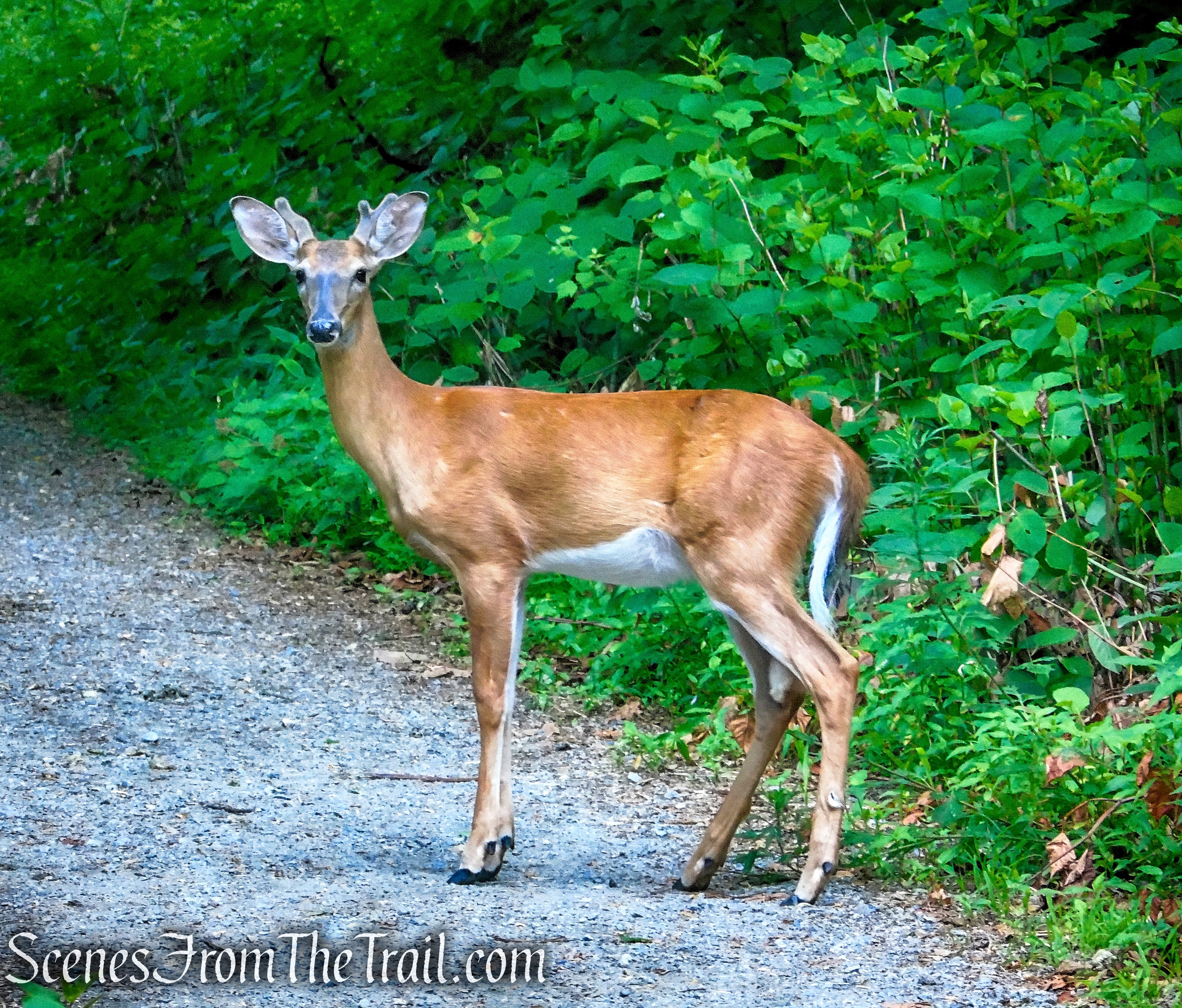 Washburn Trail - Bull Hill