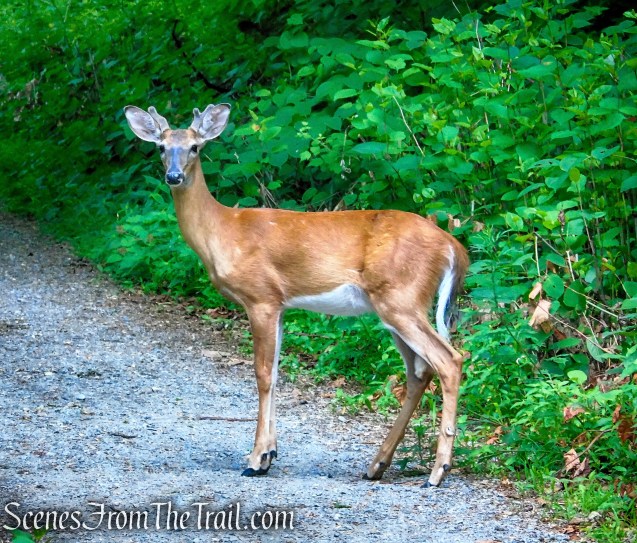 Washburn Trail - Bull Hill