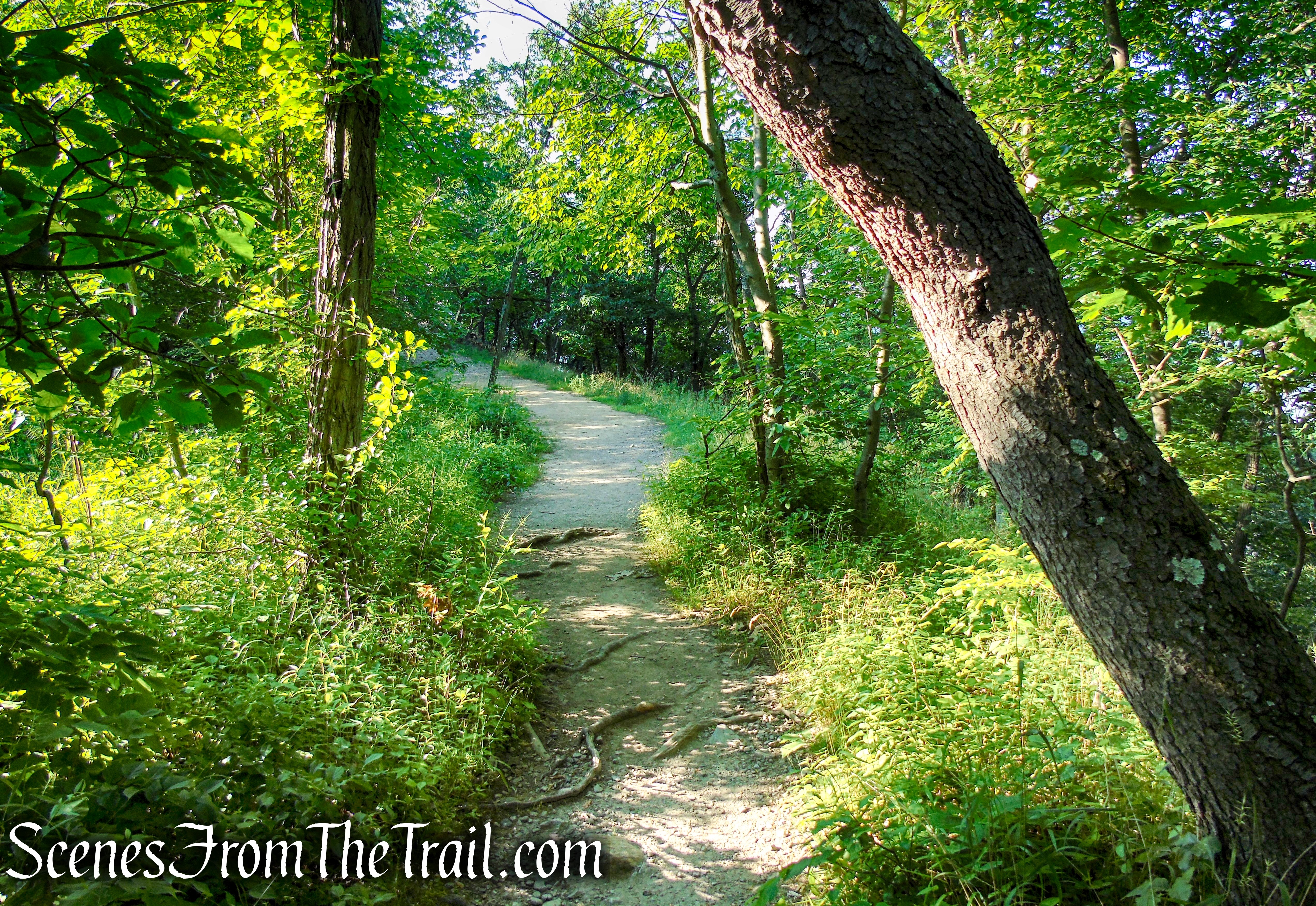 Washburn Trail - Bull Hill