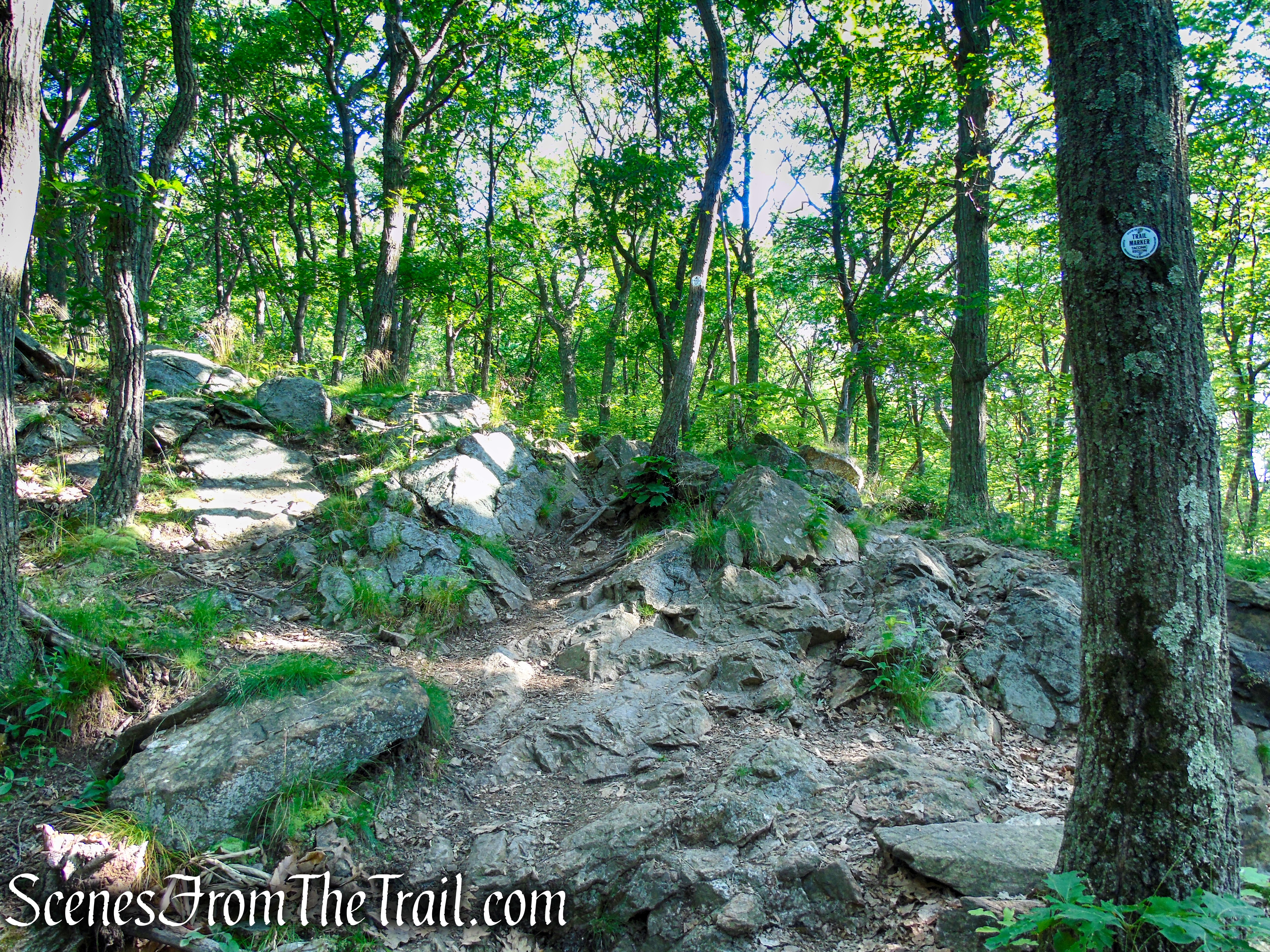 Washburn Trail - Bull Hill