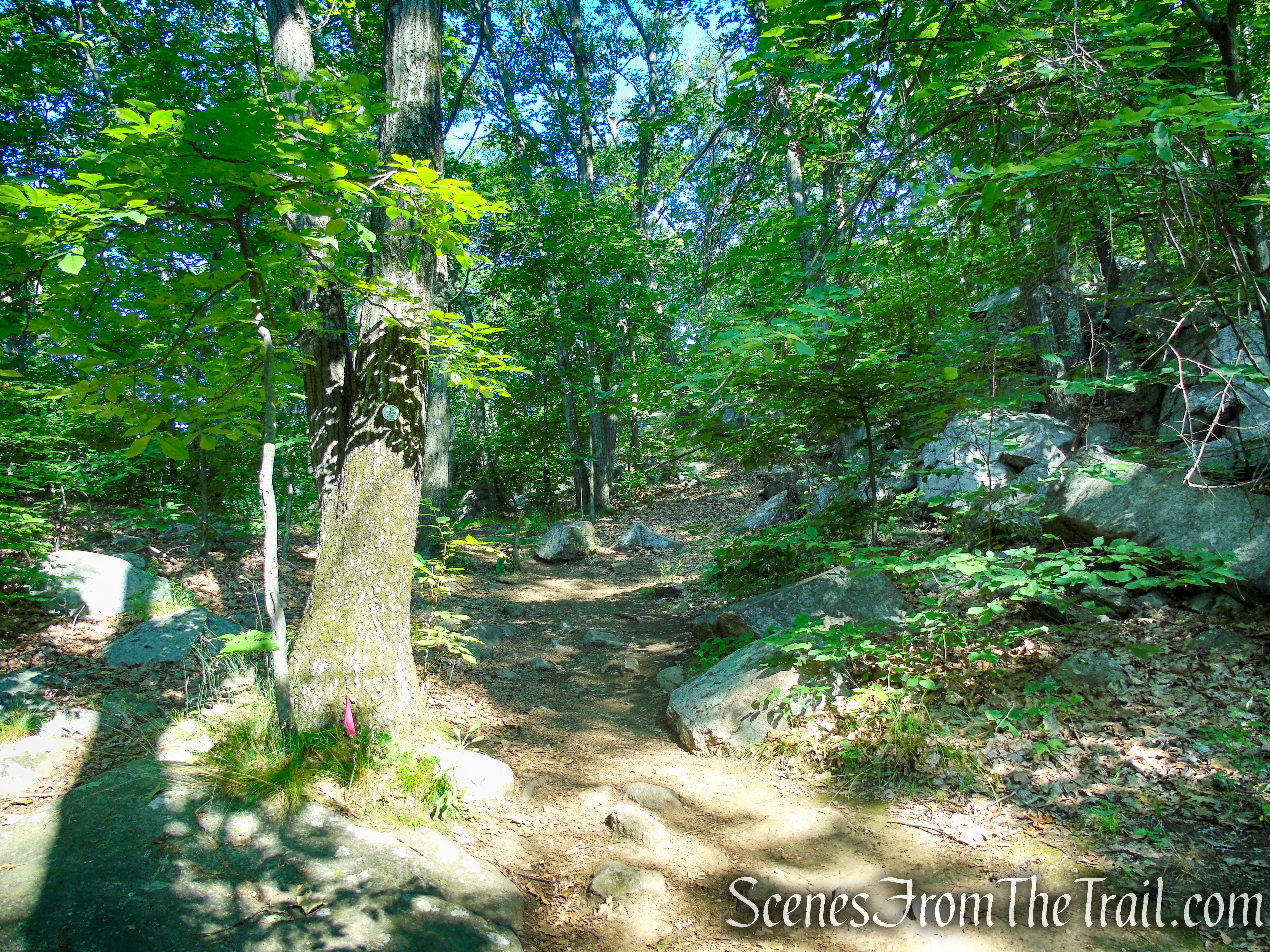 Washburn Trail - Bull Hill