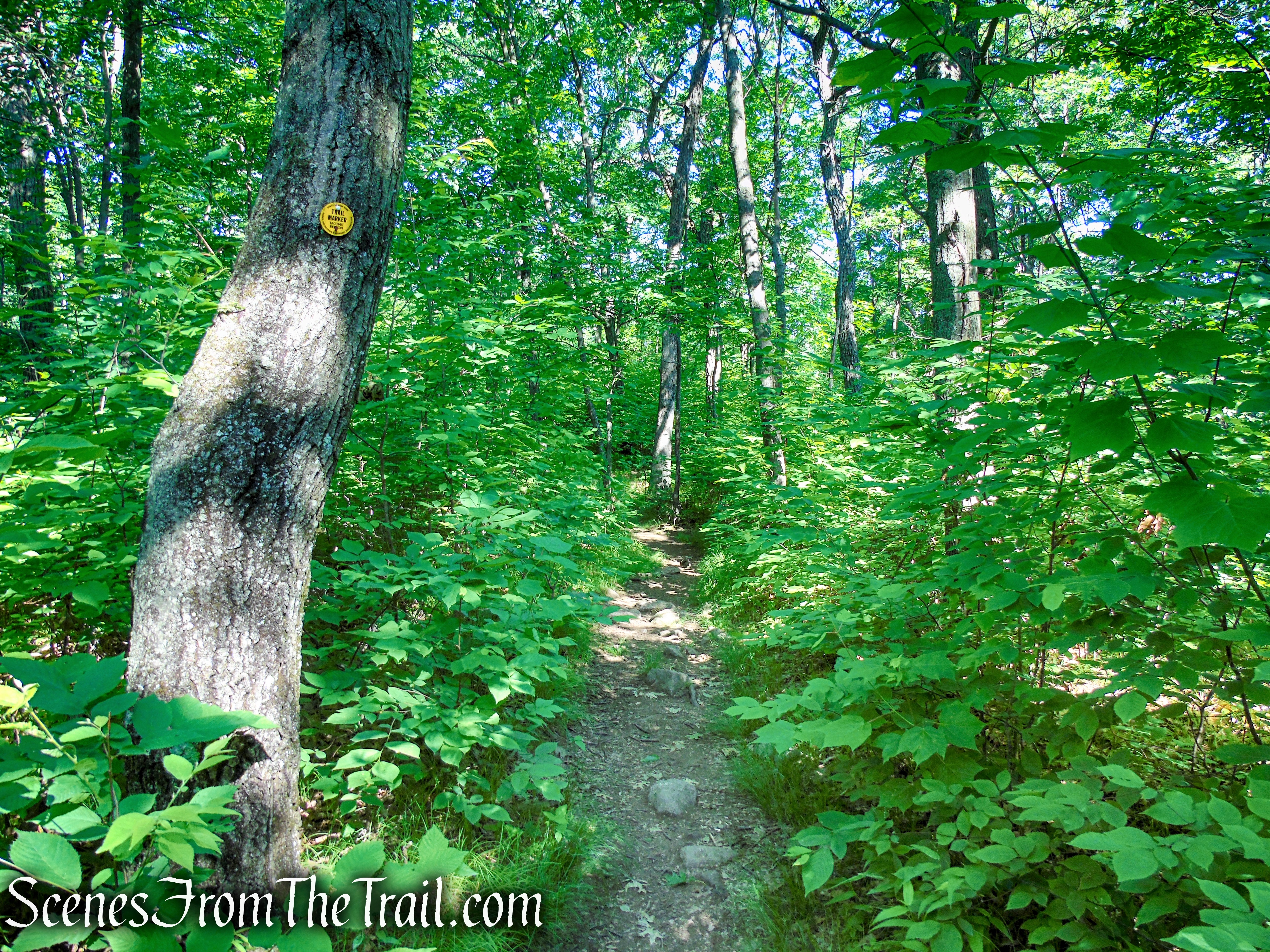 Undercliff Trail - Bull Hill