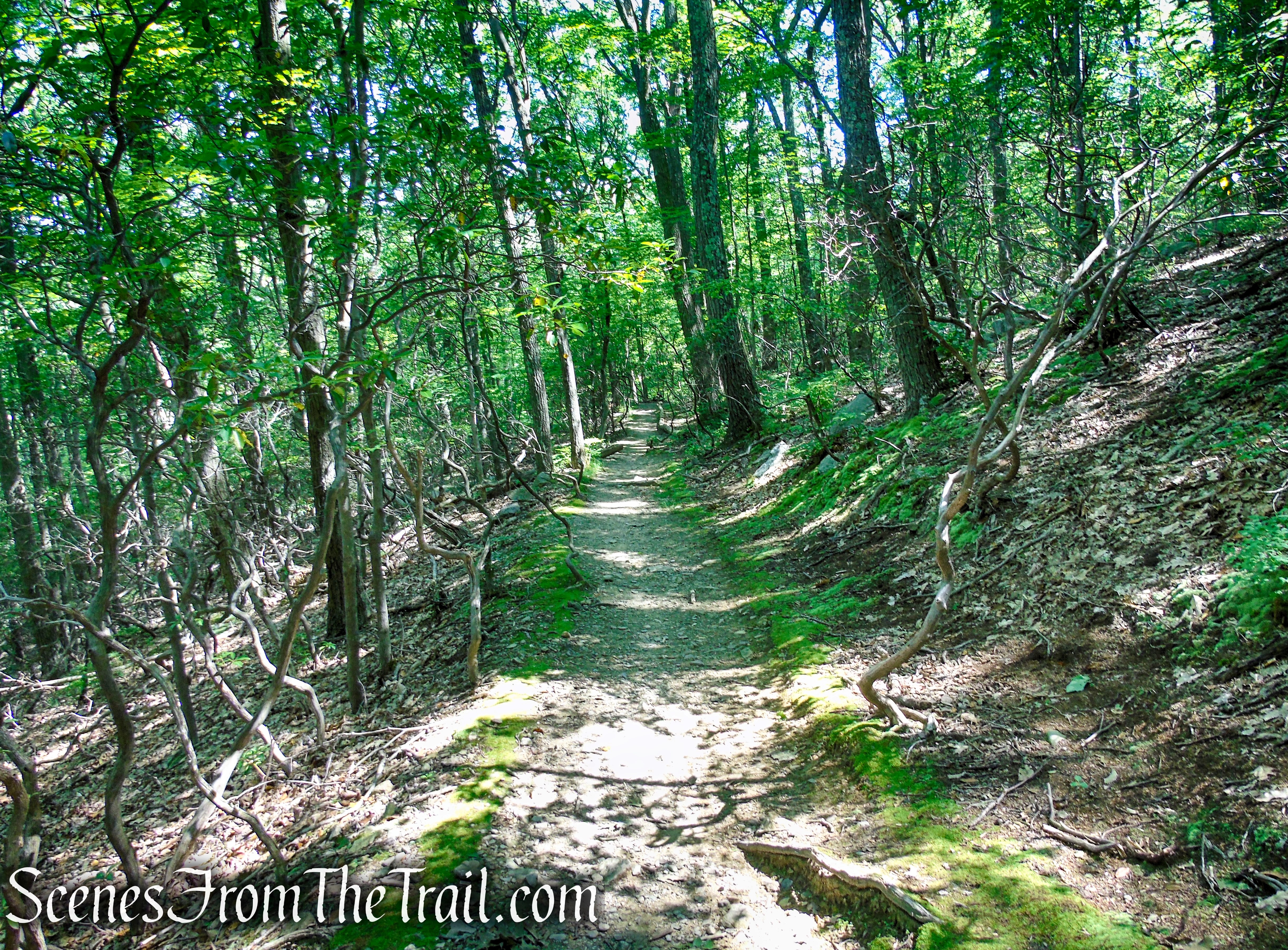 Undercliff Trail - Bull Hill