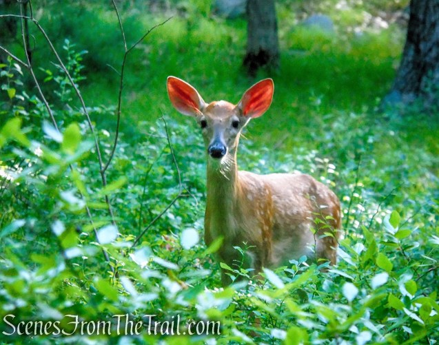 White Bar Trail - Harriman State Park