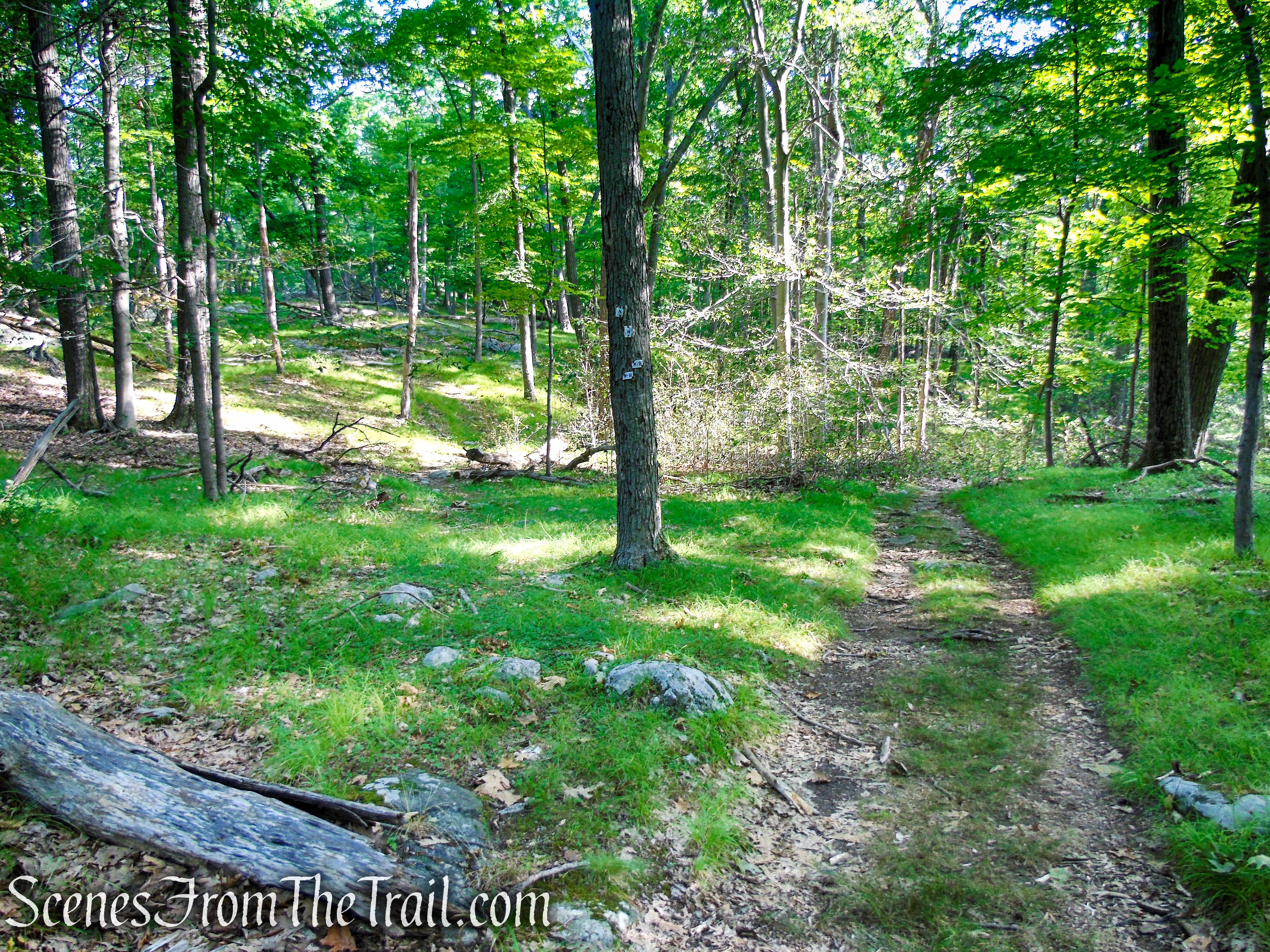 bear right to remain on the White Bar Trail