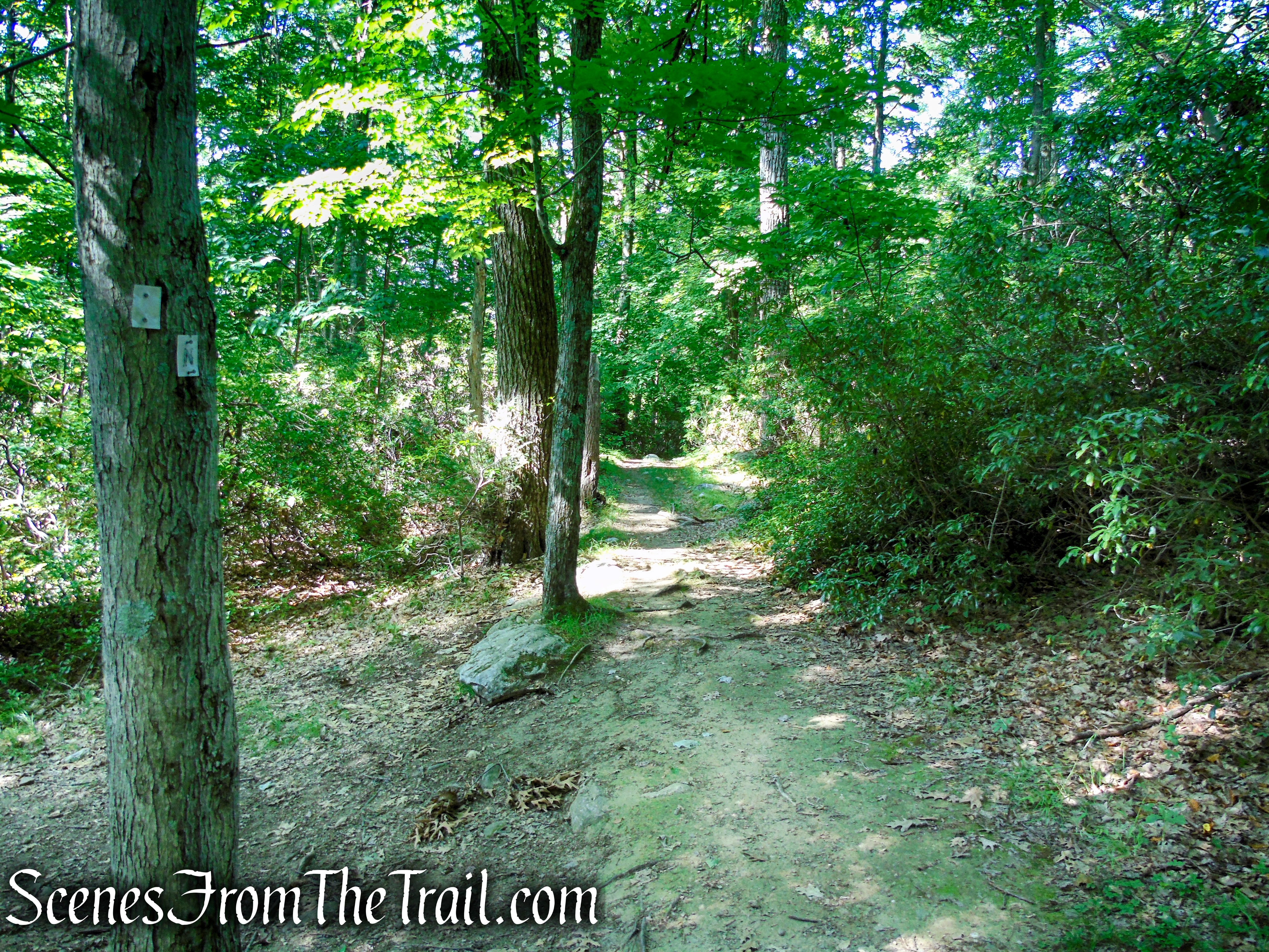 continue straight on White Bar Trail