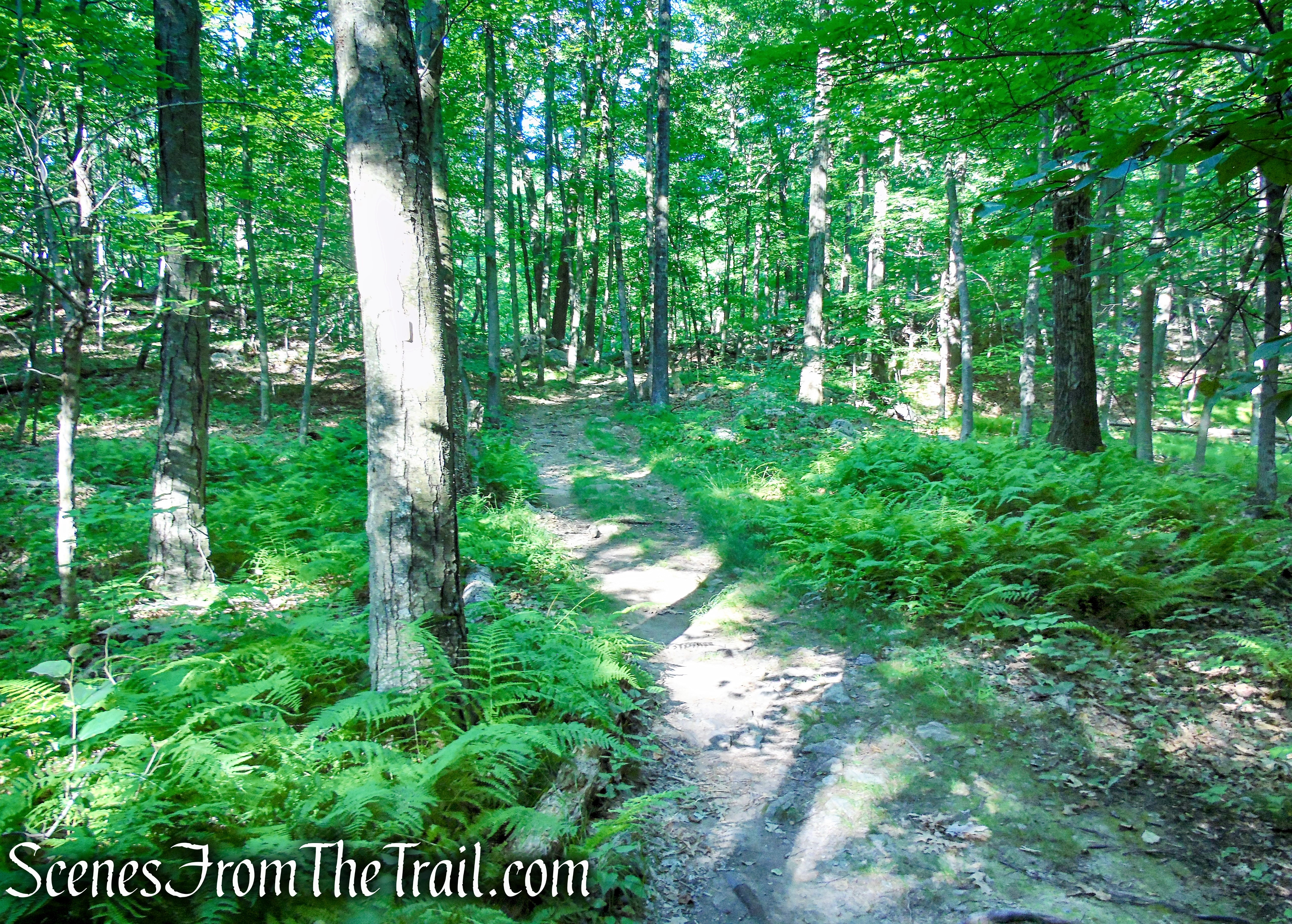 Castle Loop Trail – Ramapo Mountain State Forest