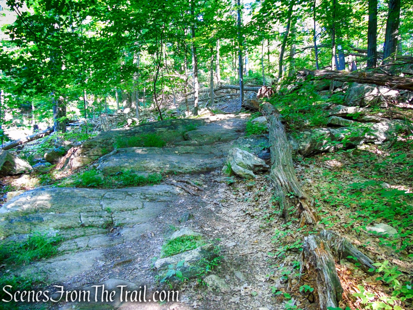 Castle Loop Trail – Ramapo Mountain State Forest