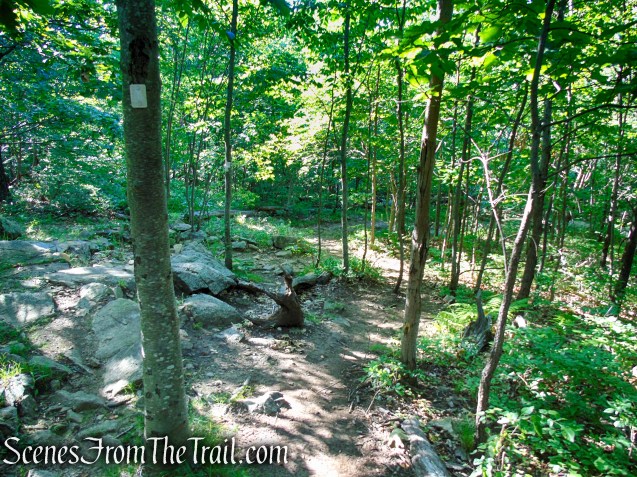 Castle Loop Trail – Ramapo Mountain State Forest