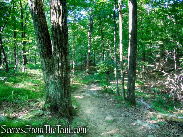 Castle Loop Trail – Ramapo Mountain State Forest
