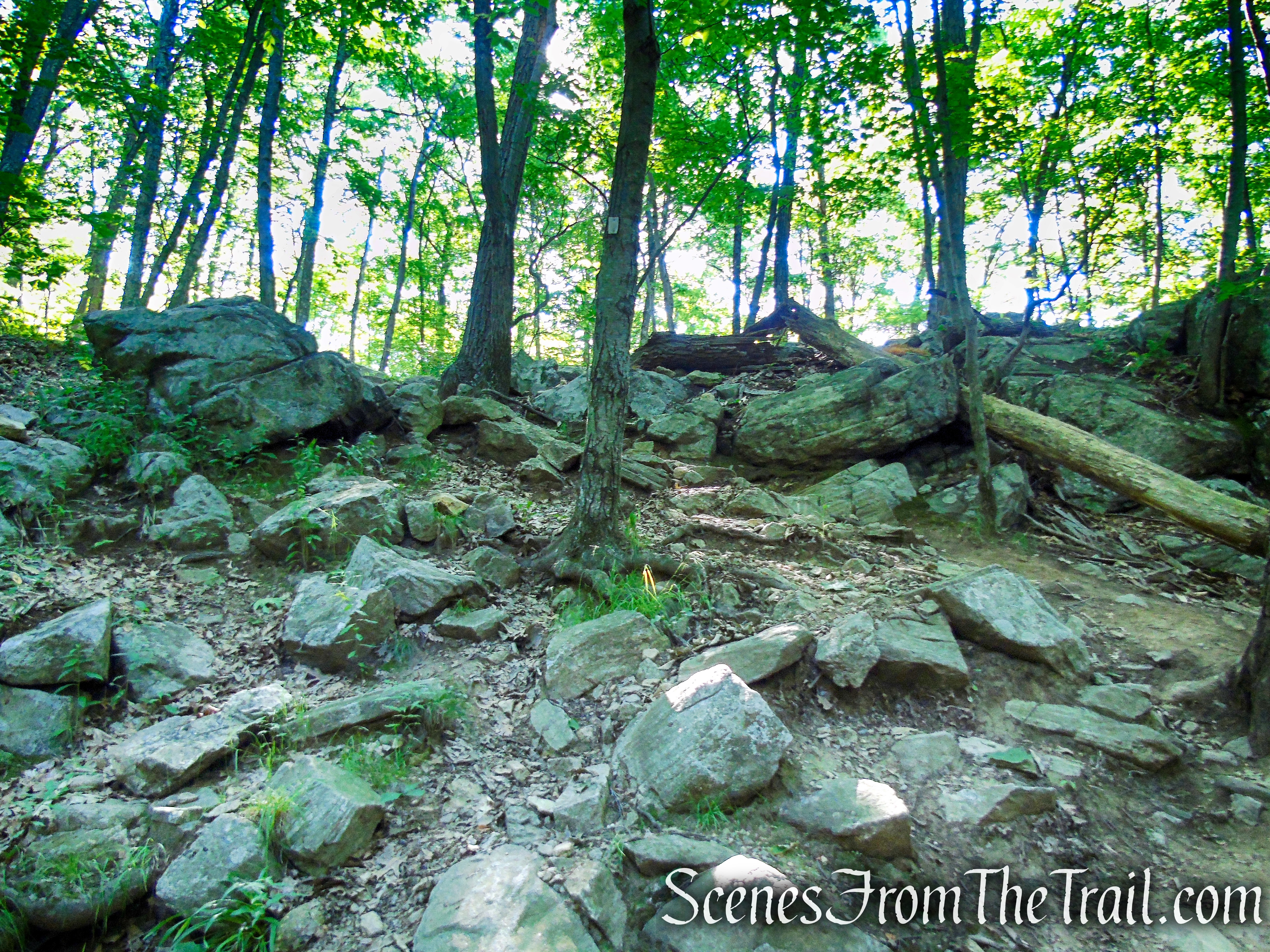 Castle Loop Trail – Ramapo Mountain State Forest