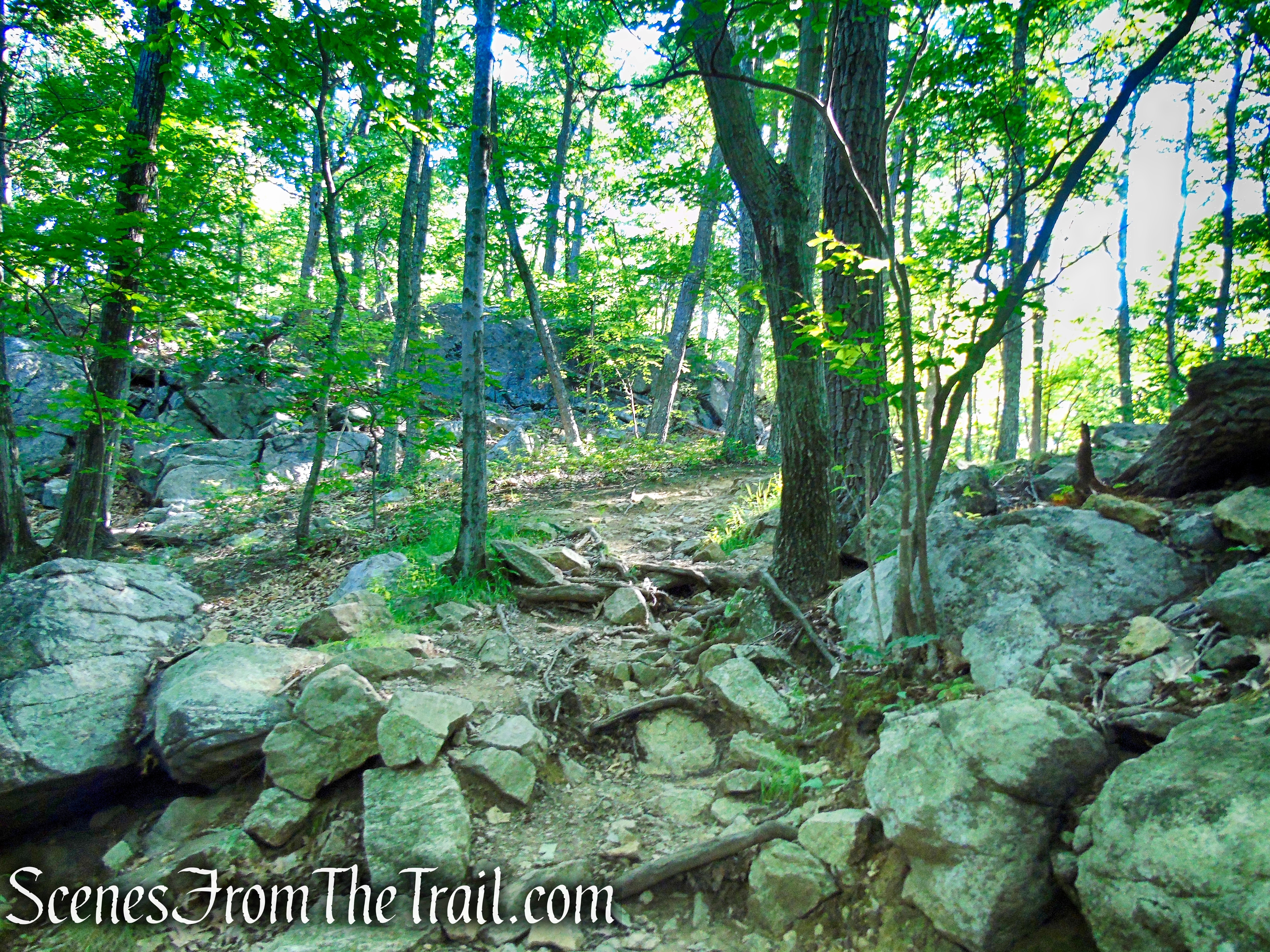 Castle Loop Trail – Ramapo Mountain State Forest
