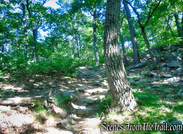 Castle Loop Trail – Ramapo Mountain State Forest
