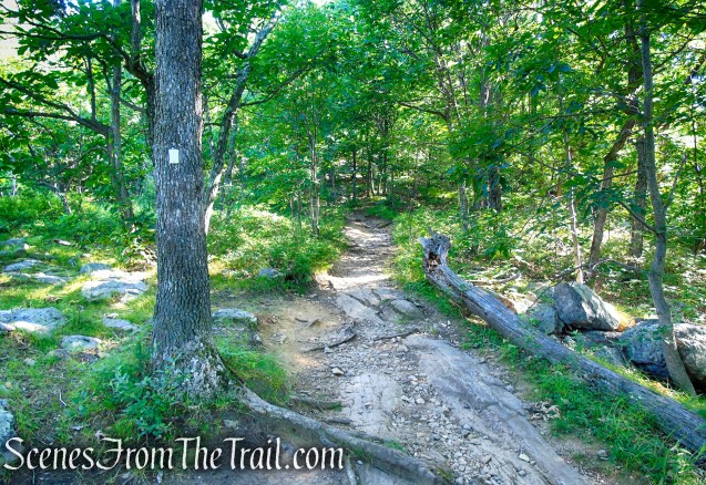 Castle Loop Trail – Ramapo Mountain State Forest