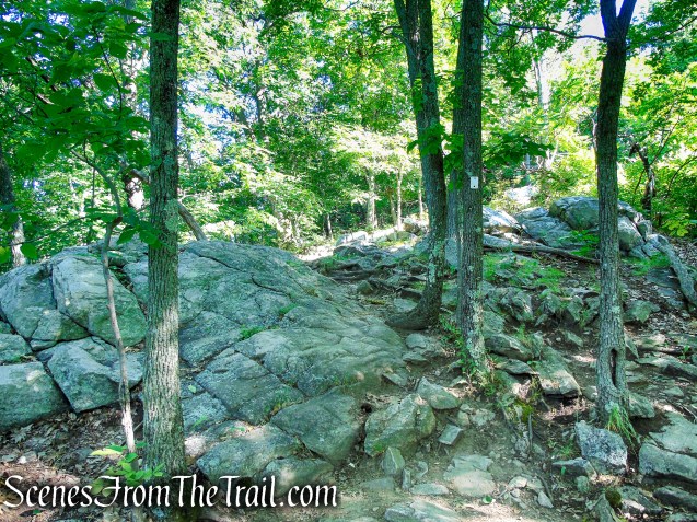 Castle Loop Trail – Ramapo Mountain State Forest