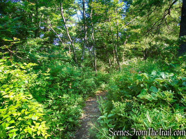 Castle Loop Trail – Ramapo Mountain State Forest
