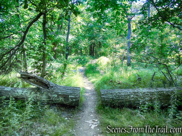 Castle Loop Trail – Ramapo Mountain State Forest