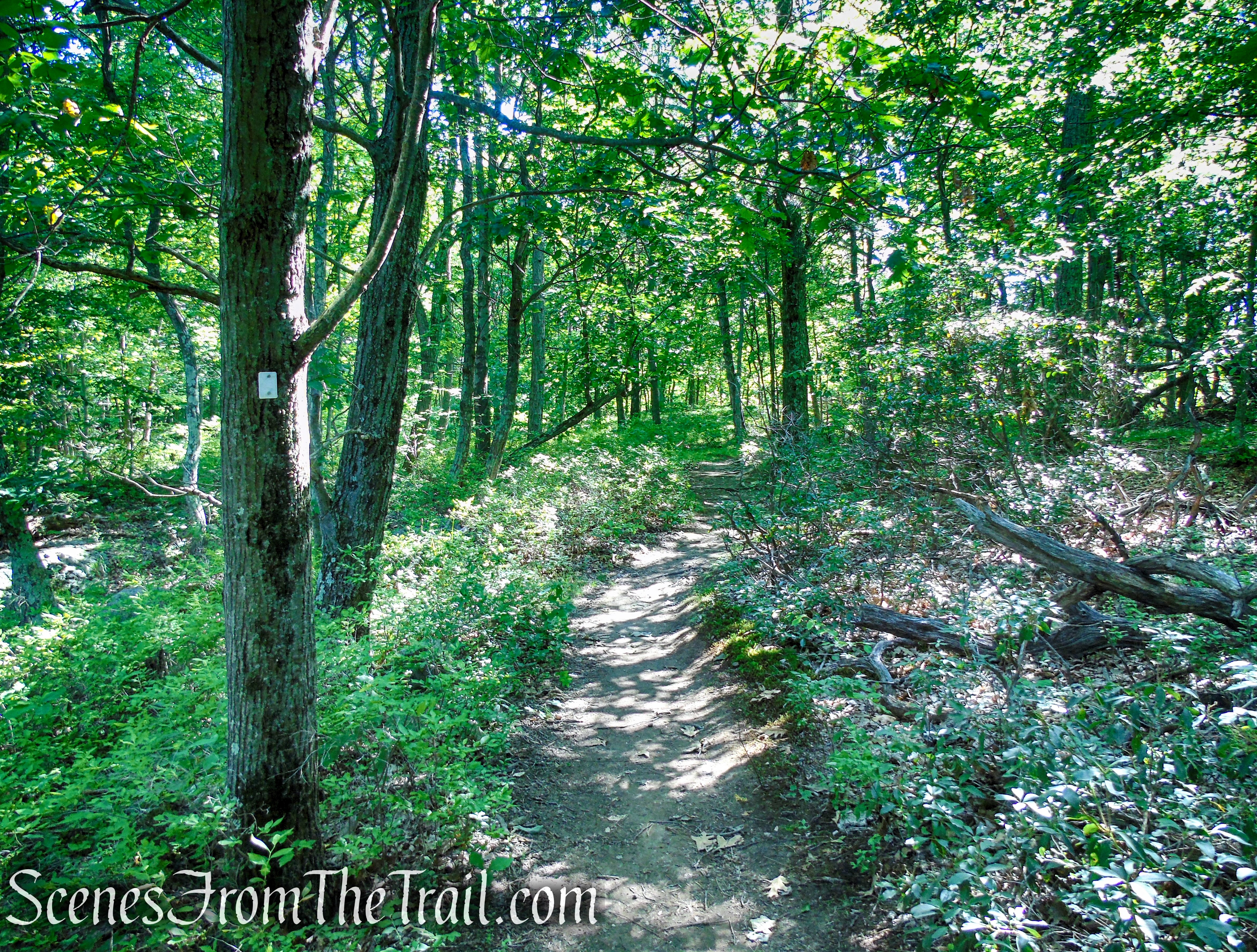 Castle Loop Trail – Ramapo Mountain State Forest