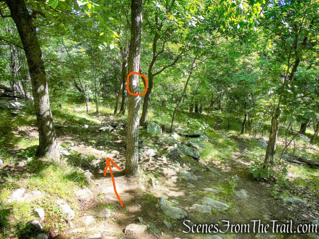 Castle Loop Trail – Ramapo Mountain State Forest