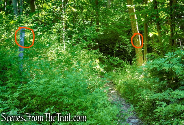 Castle Loop Trail – Ramapo Mountain State Forest