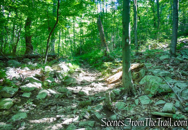 Castle Loop Trail – Ramapo Mountain State Forest