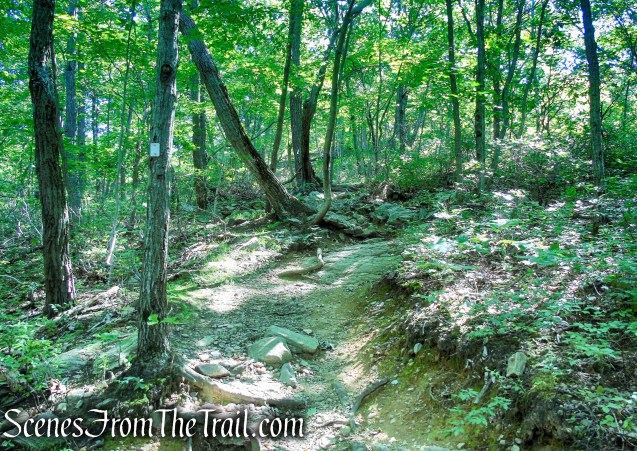 Castle Loop Trail – Ramapo Mountain State Forest