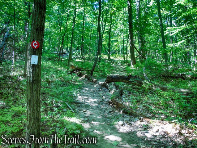 Castle Loop Trail – Ramapo Mountain State Forest