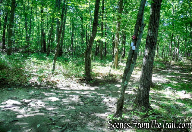 Castle Loop Trail – Ramapo Mountain State Forest