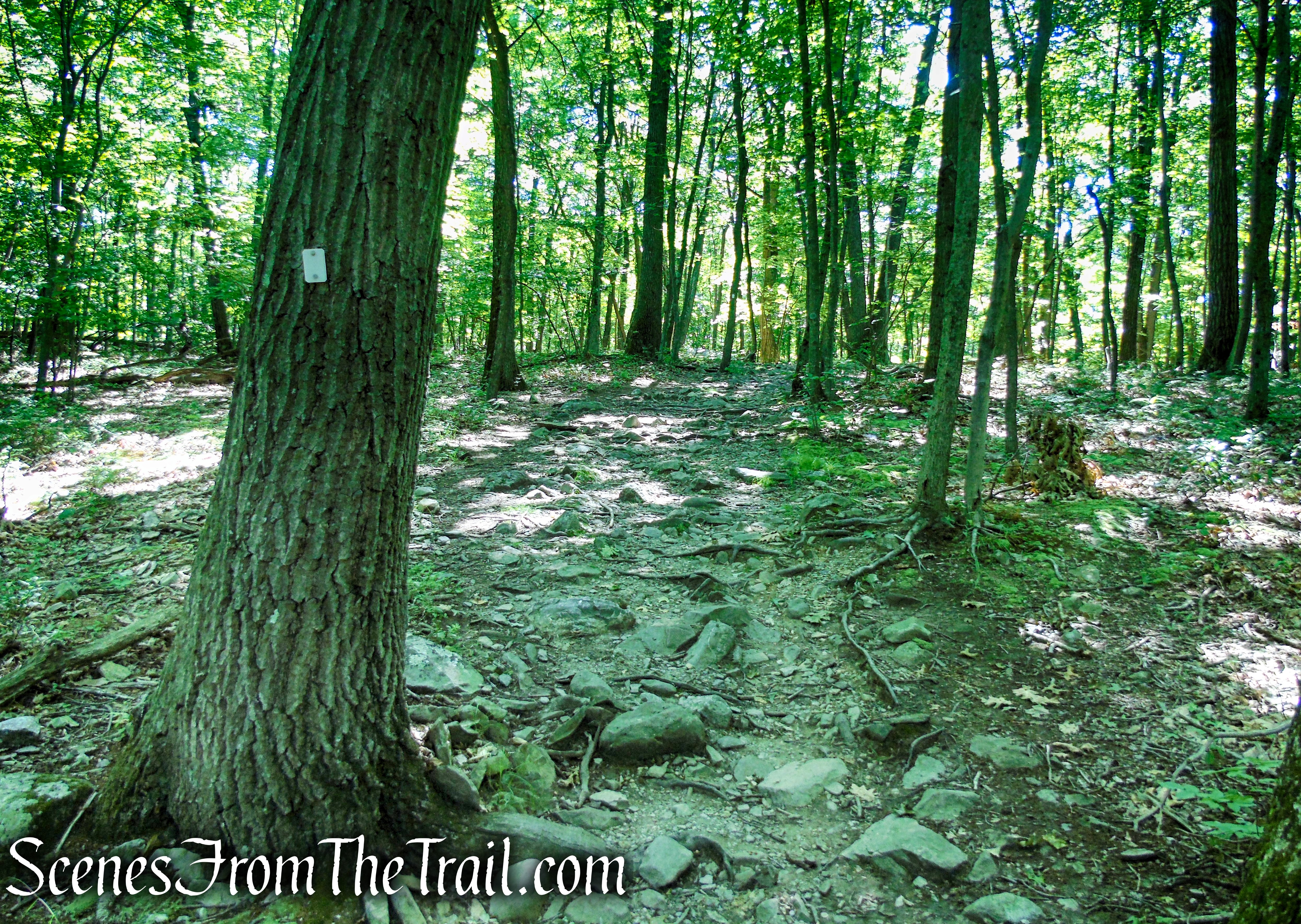 Castle Loop Trail – Ramapo Mountain State Forest