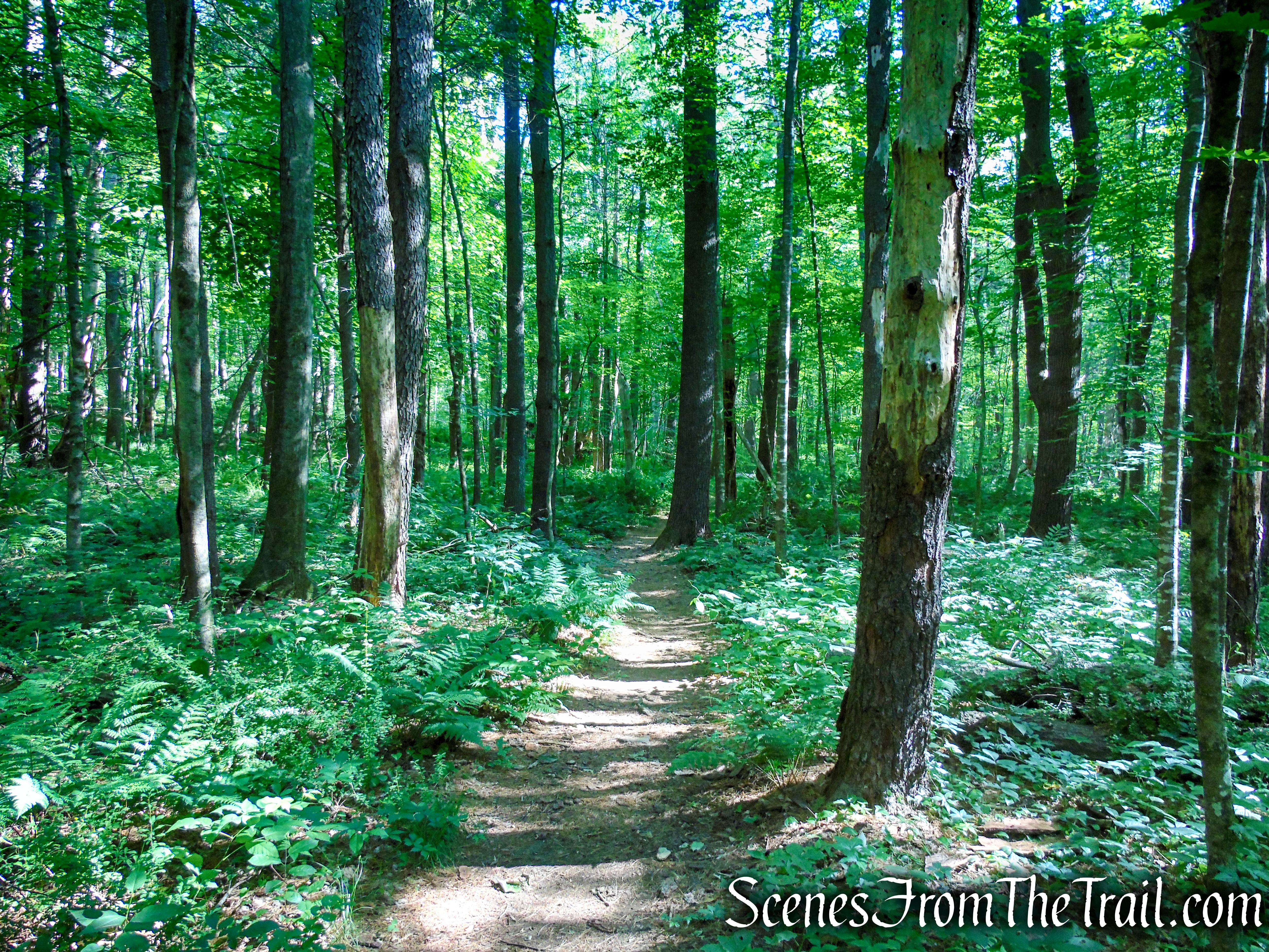 Pine Knob Loop Trail