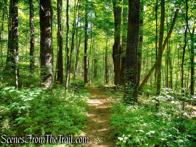 Pine Knob Loop Trail
