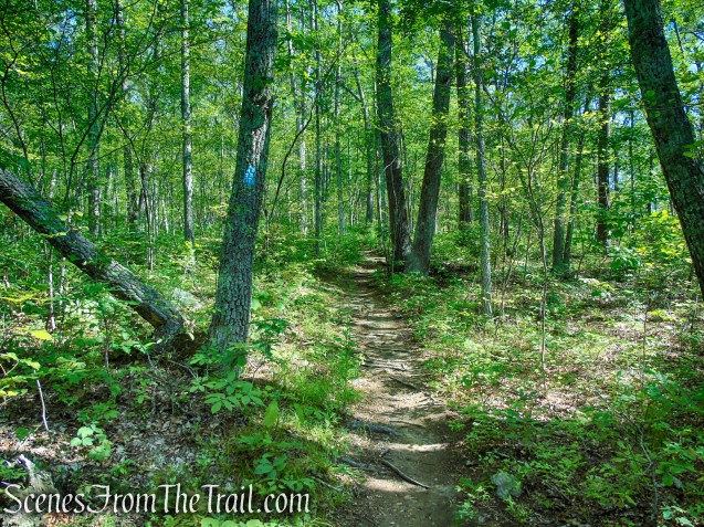 Pine Knob Loop Trail