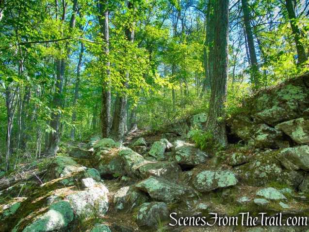 Pine Knob Loop Trail