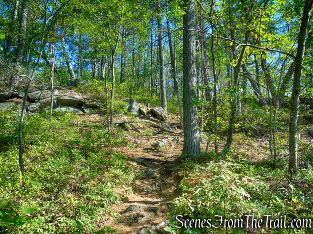 Pine Knob Loop Trail