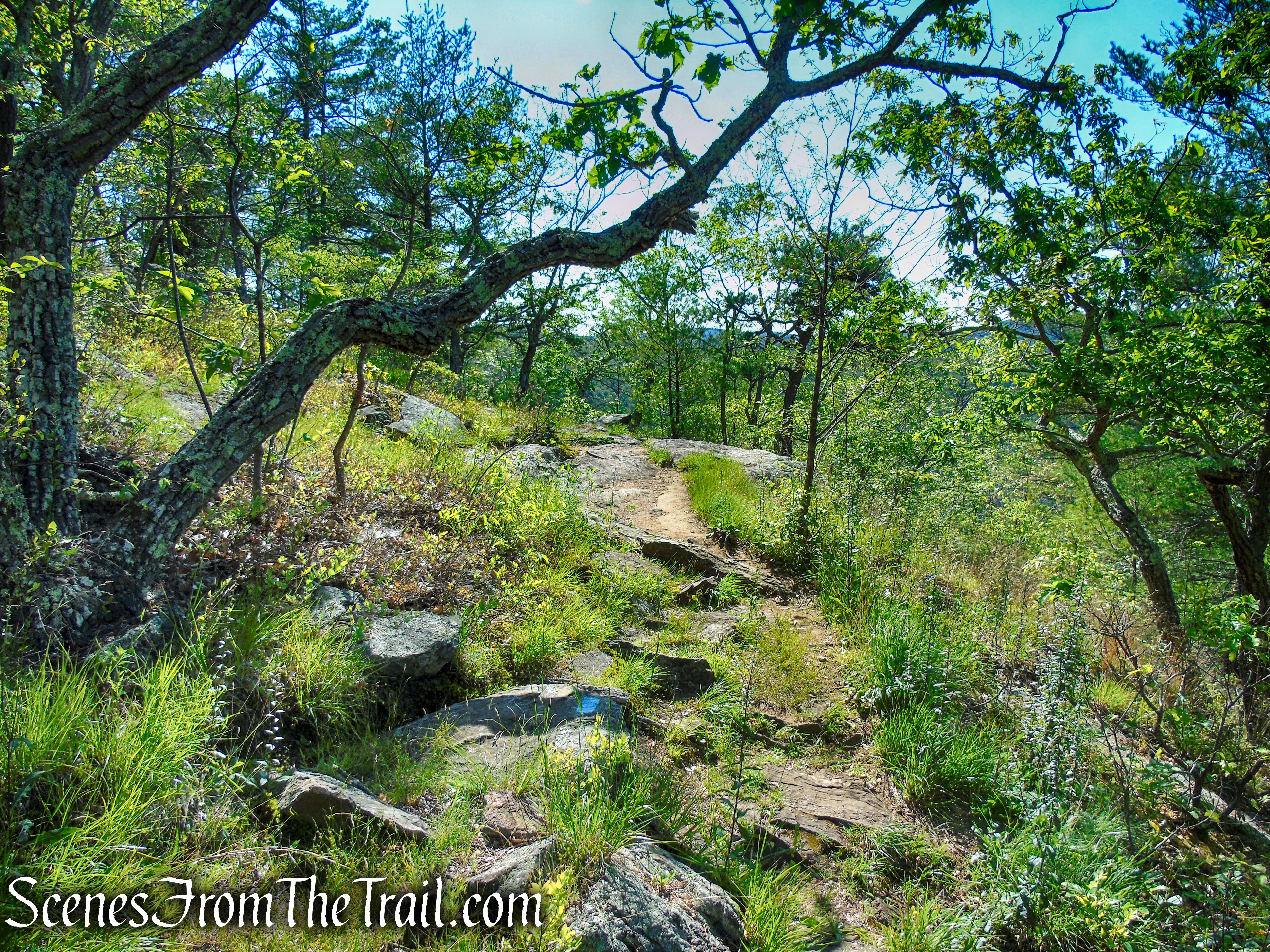 Pine Knob Loop Trail