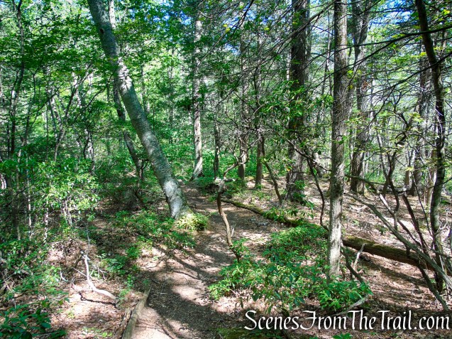 Pine Knob Loop Trail