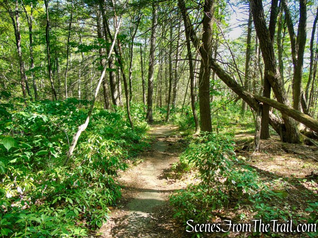 Pine Knob Loop Trail
